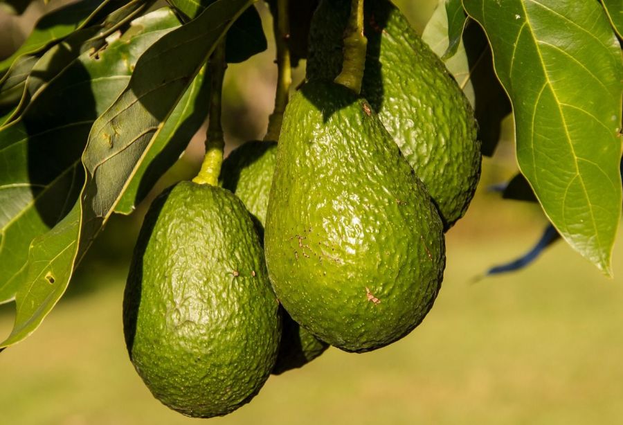 Fruct de avocado copt