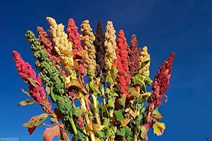 Planta quinoua
